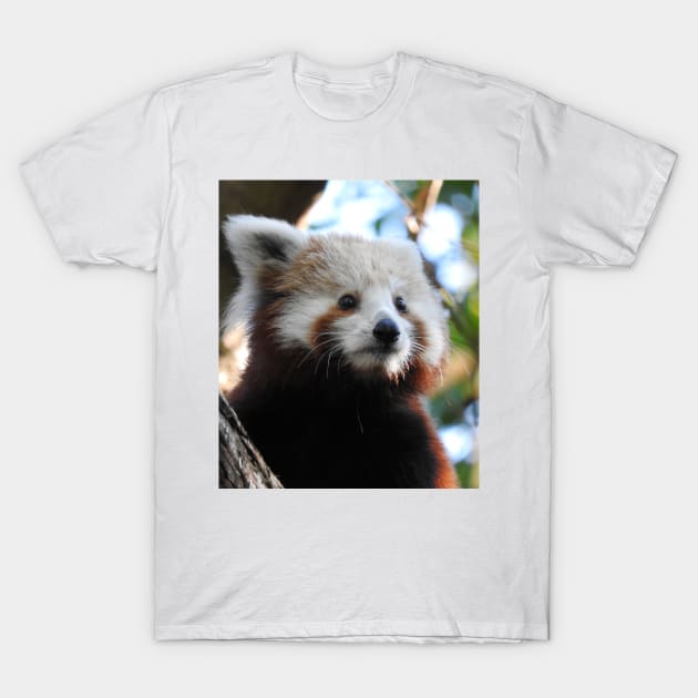Panda t shirt uk outlet